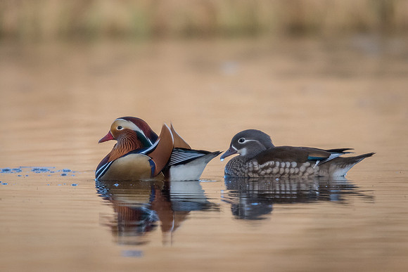 Mandarin duck (Aix galericulata)