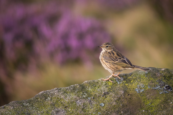 Meadow pipit (Anthus pratensis)
