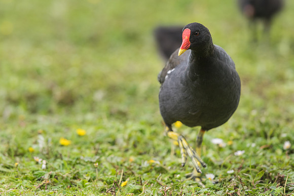Moorhen (Gallinula chloropus)