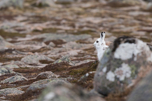 Mountain hare (Lepus timidus)