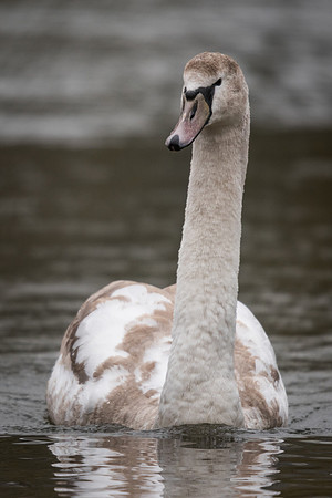 Mute swan (Cygnus olor)
