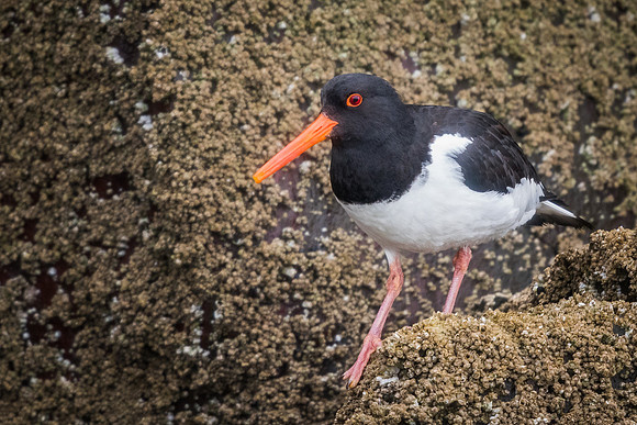 Oystercatcher (Haematopus ostralegus)