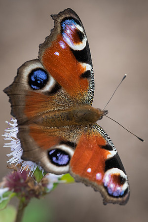 Peacock butterfly (Aglais io)