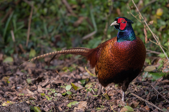 Pheasant (Phasianus colchicus)