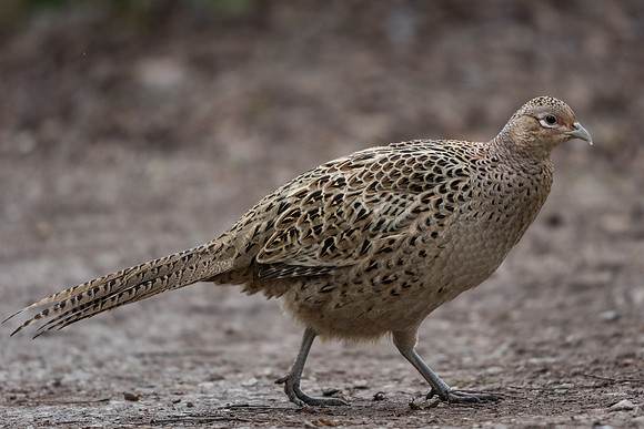Pheasant (Phasianus colchicus)