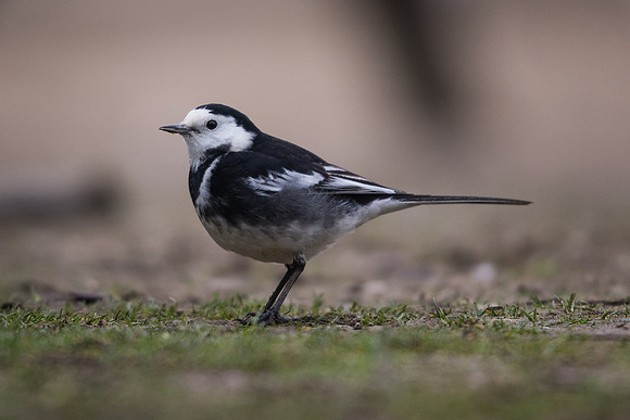 Pied wagtail (Motacilla alba)