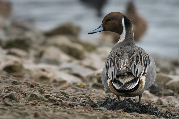 Pintail (Anas acuta)