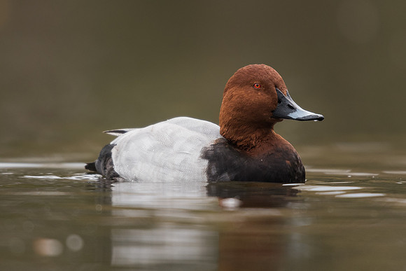 Pochard (Aythya ferina)