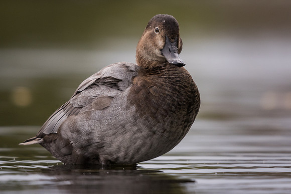 Pochard (Aythya ferina)