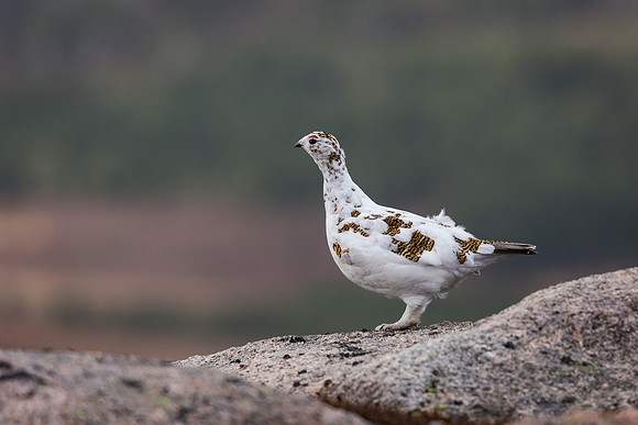 Ptarmigan (Lagopus muta)