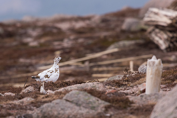 Ptarmigan (Lagopus muta)