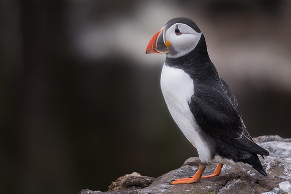 Puffin (Fratercula arctica)