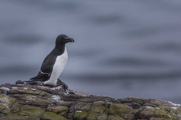 Razorbill (Alca torda)