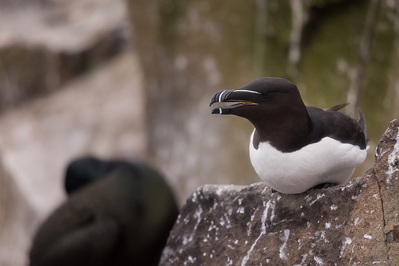 Razorbill (Alca torda)