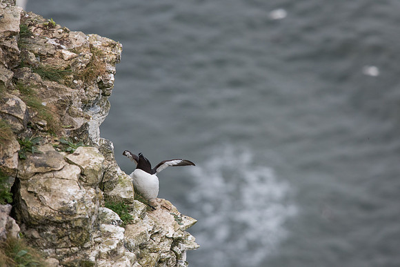 Razorbill (Alca torda)
