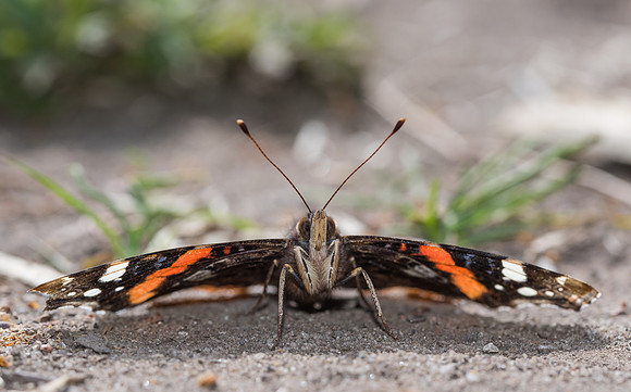 Red admiral (Vanessa atalanta)