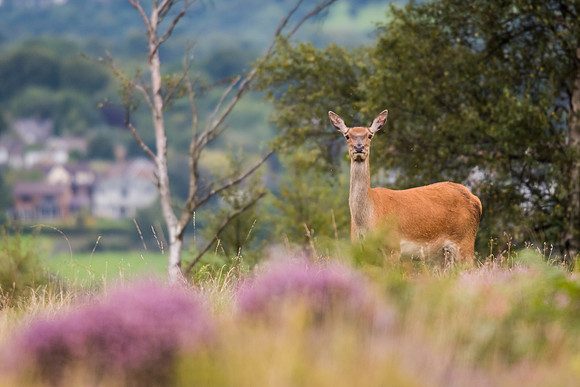 Red deer (Cervus elaphus)