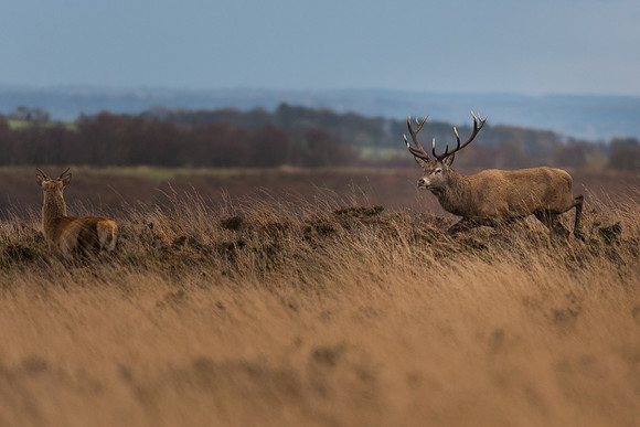 Red deer (Cervus elaphus)