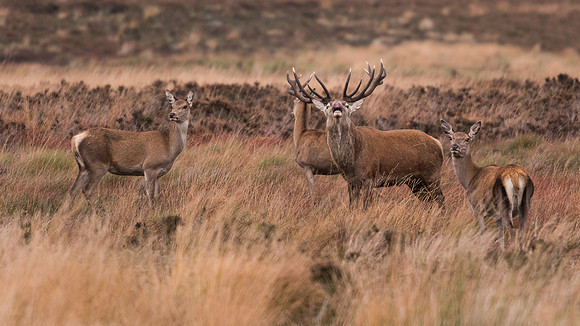 Red deer (Cervus elaphus)