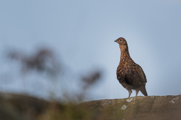 Red grouse (Lagopus lagopus)