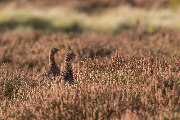 Red grouse (Lagopus lagopus)