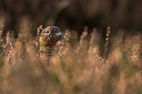 Red grouse (Lagopus lagopus)