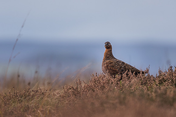 Red grouse (Lagopus lagopus)
