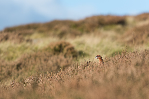 Red grouse (Lagopus lagopus)