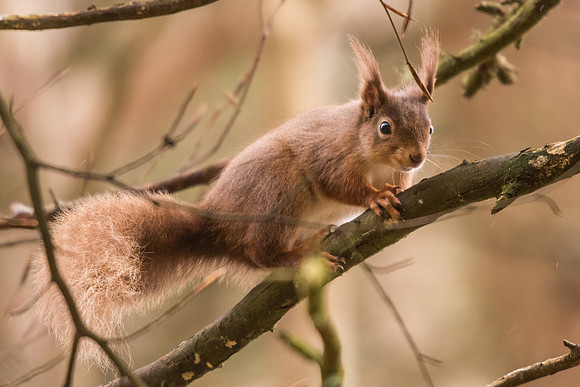 Red squirrel (Sciurus vulgaris)