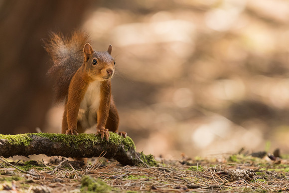 Red squirrel (Sciurus vulgaris)