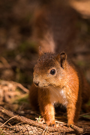 Red squirrel (Sciurus vulgaris)
