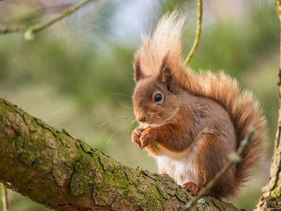 Red squirrel (Sciurus vulgaris)