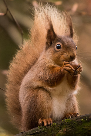 Red squirrel (Sciurus vulgaris)
