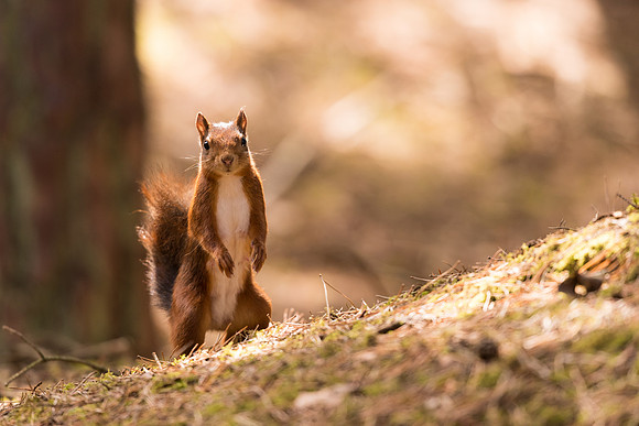 Red squirrel (Sciurus vulgaris)