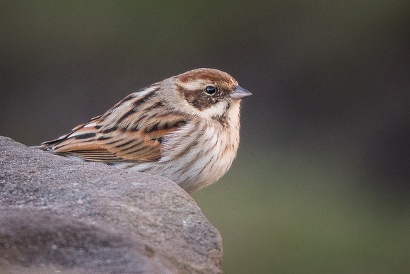 Reed bunting (Emberiza schoeniclus)
