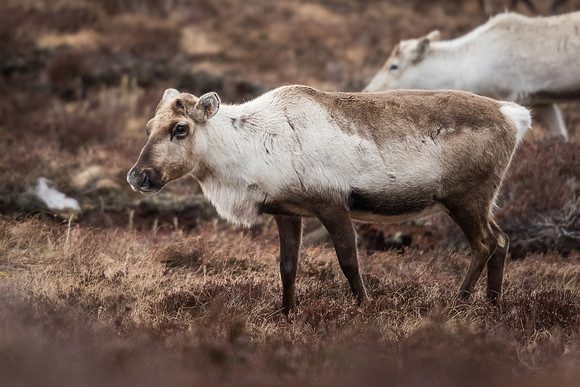 Reindeer (Rangifer tarandus)