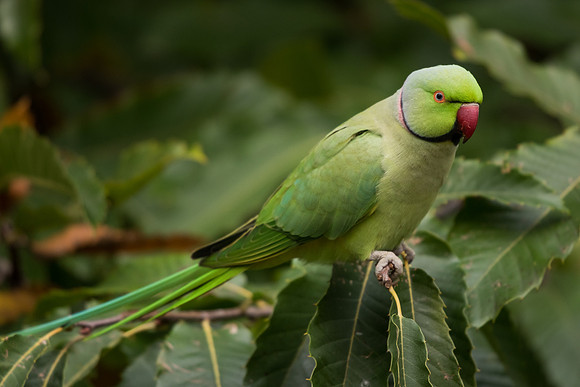 Ring-necked parakeet (Psittacula krameri)
