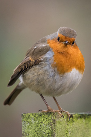 Robin (Erithacus rubecula)