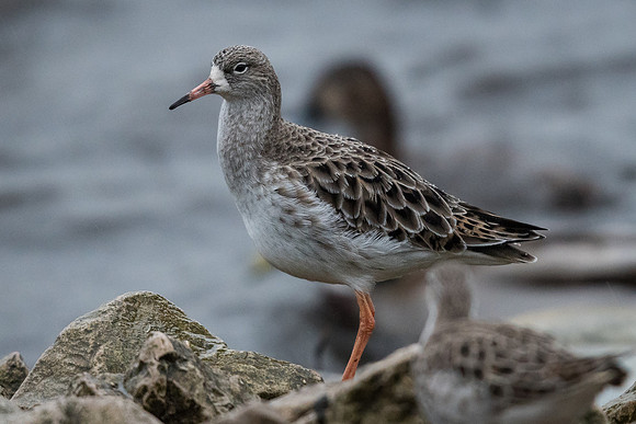 Ruff (Philomachus pugnax)