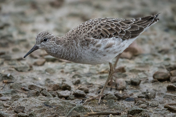 Ruff (Philomachus pugnax)