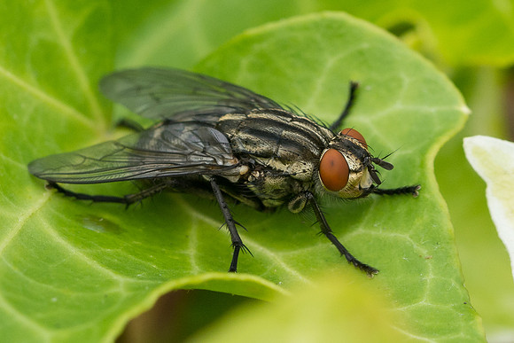 Sarcophaga sp