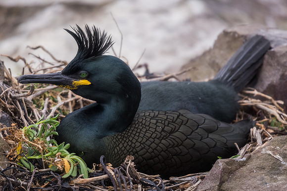 Shag (Phalacrocorax aristotelis)