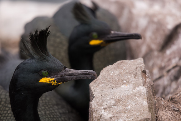 Shag (Phalacrocorax aristotelis)