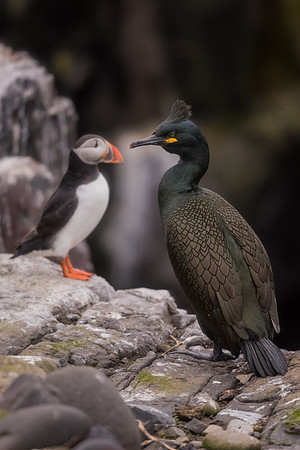 Shag (Phalacrocorax aristotelis)