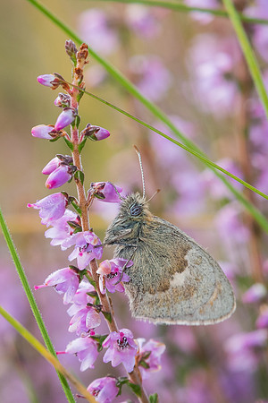 Small heath (Coenonympha pamphilus)