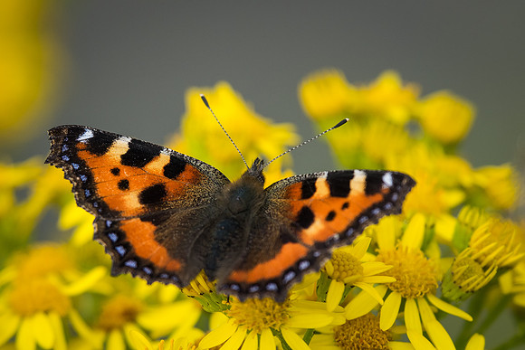 Small Tortoiseshell (Aglais urticae)