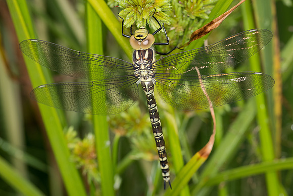 Southern hawker (Aeshna cyanea)