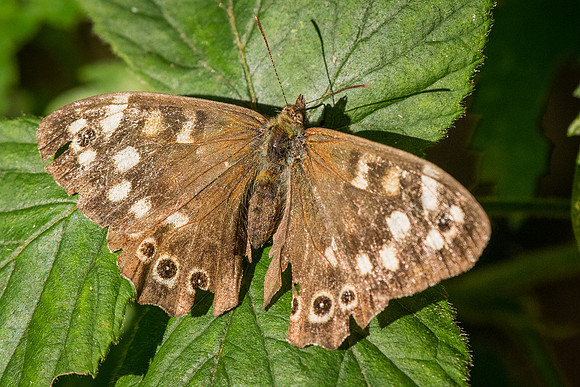 Speckled wood butterfly (Pararge aegeria)