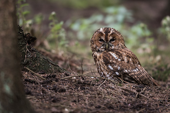 Tawny owl (Strix aluco)