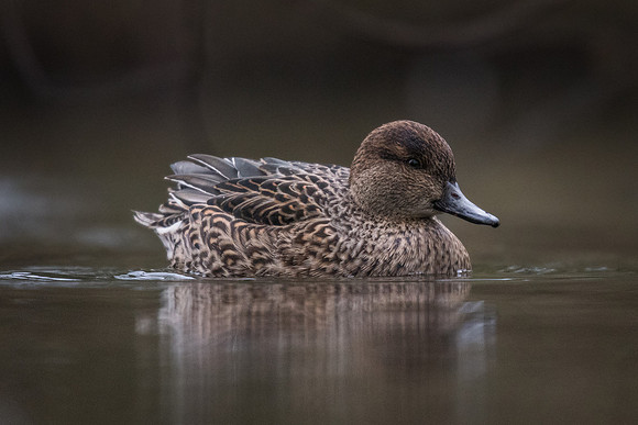 Teal (Anas crecca)